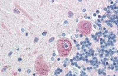 Immunohistochemistry-Paraffin MLEC Antibody - BSA Free